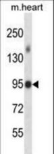 Mouse Mlk4 Antibody western blot of mouse heart tissue lysates (35 ug/lane). The Mlk4 antibody detected the Mlk4 protein (arrow).