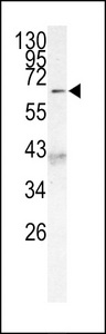 Western blot of AF9 (MLLT3) Antibody (C-term K486) in 293 cell line lysates (35 ug/lane). MLLT3(arrow) was detected using the purified antibody.