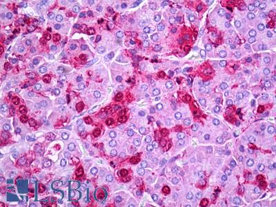 Anti-MLLT4 / Afadin antibody IHC of human pancreas. Immunohistochemistry of formalin-fixed, paraffin-embedded tissue after heat-induced antigen retrieval. Antibody LS-B7272 concentration 5 ug/ml.