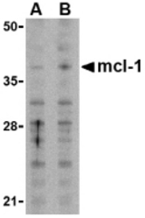 Western blot of Mcl-1 in Raji cell lysates with Mcl-1 antibody at (A) 1 and (B) 2 ug/ml.