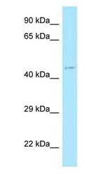 MLNR/GPR38/Motilin Receptor antibody Western Blot of HeLa.