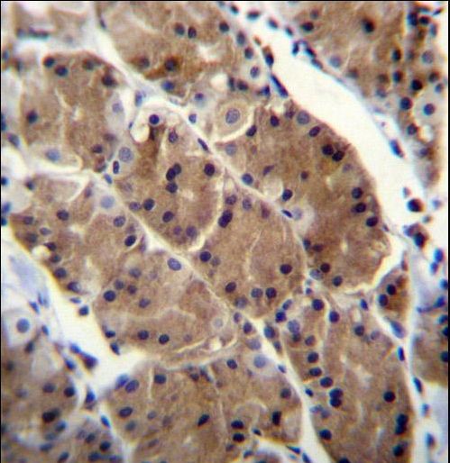 MLNR Antibody immunohistochemistry of formalin-fixed and paraffin-embedded human stomach tissue followed by peroxidase-conjugated secondary antibody and DAB staining.
