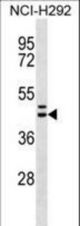 MLNR Antibody western blot of NCI-H292 cell line lysates (35 ug/lane). The MLNR antibody detected the MLNR protein (arrow).