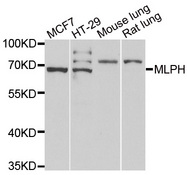 Western blot analysis of extracts of various cell lines, using MLPH antibody.
