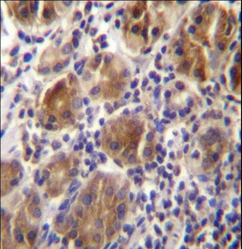 MLPH Antibody immunohistochemistry of formalin-fixed and paraffin-embedded human stomach tissue followed by peroxidase-conjugated secondary antibody and DAB staining.