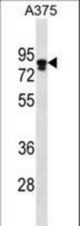 MLPH Antibody western blot of A375 cell line lysates (35 ug/lane). The MLPH antibody detected the MLPH protein (arrow).