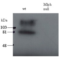 Antibody staining (0.5 ug/ml) of total melanocyte PNS (200 ug per lane) of wild-type and leaden (Mlph null) mice. The upper band may be the stacking-separating gel interface.