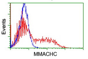 HEK293T cells transfected with either overexpress plasmid (Red) or empty vector control plasmid (Blue) were immunostained by anti-MMACHC antibody, and then analyzed by flow cytometry.