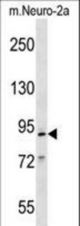 Mouse Mcm2 Antibody western blot of mouse Neuro-2a cell line lysates (35 ug/lane). The Mcm2 antibody detected the Mcm2 protein (arrow).