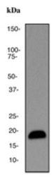 Western blot analysis on 293 cell lysate using anti-MMP-26 antibody, dilution 1:500.