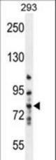 MMP9 Antibody western blot of 293 cell line lysates (35 ug/lane). The MMP9 antibody detected the MMP9 protein (arrow).