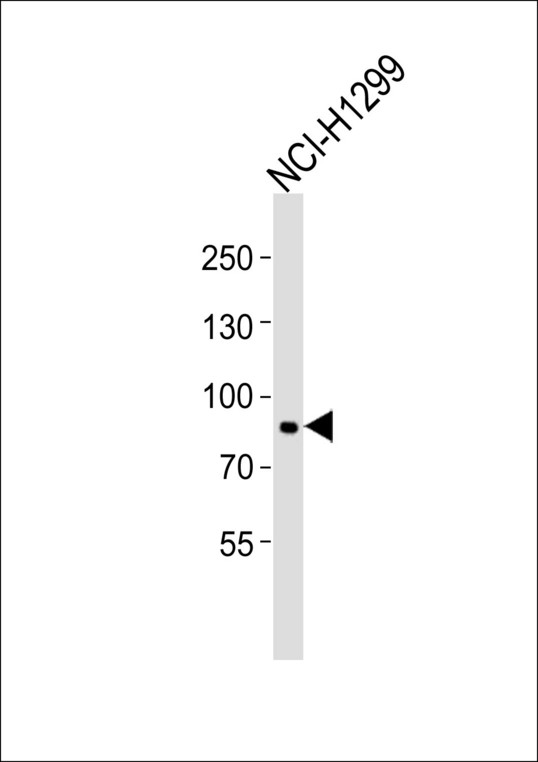 Western blot of lysate from NCI-H1299 cell line, using MMP9 Antibody (L659). Antibody was diluted at 1:1000. A goat anti-rabbit IgG H&L (HRP) at 1:10000 dilution was used as the secondary antibody. Lysate at 35ug.