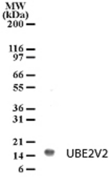 Detection of UBE2V2 in HL-60 cell lysate with anti-UBE2V2 pcAb at 2 ug/ml dilution.