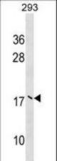 UBE2V2 Antibody western blot of 293 cell line lysates (35 ug/lane). The UBE2V2 antibody detected the UBE2V2 protein (arrow).