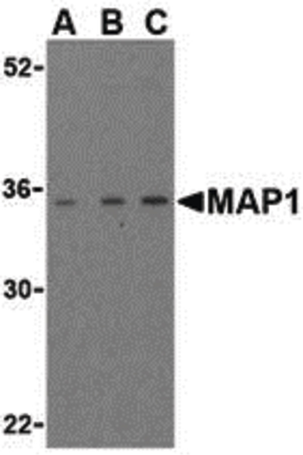 Western blot of MAP-1 in EL4 cell lysate with MAP-1 antibody (IN) at (A) 1, (B) 2, and (C) 4 ug/ml.