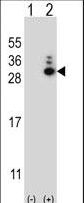 Western blot of MOBKL1B (arrow) using rabbit polyclonal MOBKL1B Antibody. 293 cell lysates (2 ug/lane) either nontransfected (Lane 1) or transiently transfected (Lane 2) with the MOBKL1B gene.