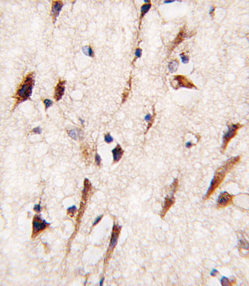 Formalin-fixed and paraffin-embedded human brain tissue reacted with MOB4A antibody , which was peroxidase-conjugated to the secondary antibody, followed by DAB staining. This data demonstrates the use of this antibody for immunohistochemistry; clinical relevance has not been evaluated.