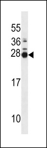 MOL2B Antibody western blot of mouse spleen tissue lysates (35 ug/lane). The MOL2B antibody detected the MOL2B protein (arrow).