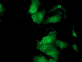 Anti-MOBKL2B mouse monoclonal antibody immunofluorescent staining of COS7 cells transiently transfected by pCMV6-ENTRY MOBKL2B.