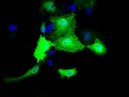 Anti-MOBKL2B mouse monoclonal antibody immunofluorescent staining of COS7 cells transiently transfected by pCMV6-ENTRY MOBKL2B.