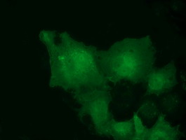 Anti-MOBKL2B mouse monoclonal antibody immunofluorescent staining of COS7 cells transiently transfected by pCMV6-ENTRY MOBKL2B.