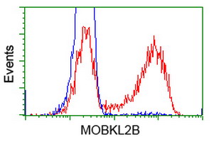 HEK293T cells transfected with either overexpress plasmid (Red) or empty vector control plasmid (Blue) were immunostained by anti-MOBKL2B antibody, and then analyzed by flow cytometry.