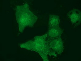 Anti-MOBKL2B mouse monoclonal antibody immunofluorescent staining of COS7 cells transiently transfected by pCMV6-ENTRY MOBKL2B.