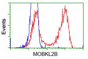 HEK293T cells transfected with either overexpress plasmid (Red) or empty vector control plasmid (Blue) were immunostained by anti-MOBKL2B antibody, and then analyzed by flow cytometry.