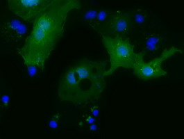 Anti-MOBKL2B mouse monoclonal antibody immunofluorescent staining of COS7 cells transiently transfected by pCMV6-ENTRY MOBKL2B.