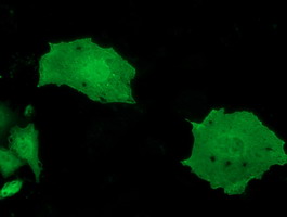 Anti-MOBKL2B mouse monoclonal antibody immunofluorescent staining of COS7 cells transiently transfected by pCMV6-ENTRY MOBKL2B.