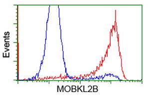 HEK293T cells transfected with either overexpress plasmid (Red) or empty vector control plasmid (Blue) were immunostained by anti-MOBKL2B antibody, and then analyzed by flow cytometry.