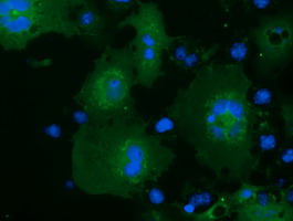 Anti-MOBKL2B mouse monoclonal antibody immunofluorescent staining of COS7 cells transiently transfected by pCMV6-ENTRY MOBKL2B.