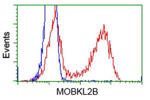 HEK293T cells transfected with either overexpress plasmid (Red) or empty vector control plasmid (Blue) were immunostained by anti-MOBKL2B antibody, and then analyzed by flow cytometry.