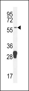 MOCS1 Antibody western blot of mouse spleen tissue lysates (35 ug/lane). The MOCS1 antibody detected the MOCS1 protein (arrow).