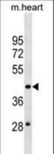 MOCS3 Antibody western blot of mouse heart tissue lysates (35 ug/lane). The MOCS3 antibody detected the MOCS3 protein (arrow).