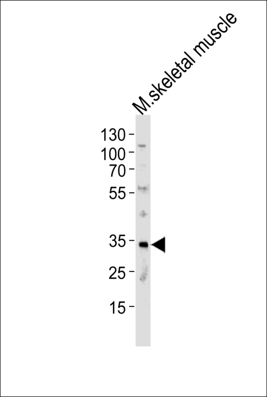 Western blot of lysate from mouse skeletal muscle tissue lysate, using MOGT2 Antibody. Antibody was diluted at 1:1000 at each lane. A goat anti-rabbit IgG H&L (HRP) at 1:5000 dilution was used as the secondary antibody. Lysate at 35ug per lane.