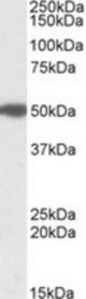 MON1A antibody (1 ug/ml) staining of Human Pancreas lysate (35 ug protein/ml in RIPA buffer). Primary incubation was 1 hour. Detected by chemiluminescence.