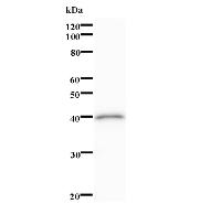 Western blot analysis of immunized recombinant protein, using anti-MYST4 monoclonal antibody.