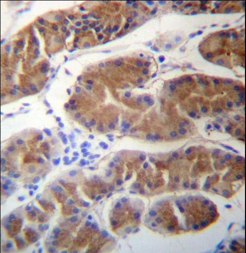 MORN1 Antibody immunohistochemistry of formalin-fixed and paraffin-embedded human stomach tissue followed by peroxidase-conjugated secondary antibody and DAB staining.