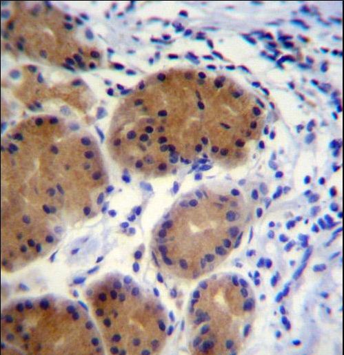 MORN5 Antibody immunohistochemistry of formalin-fixed and paraffin-embedded human stomach tissue followed by peroxidase-conjugated secondary antibody and DAB staining.