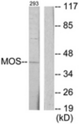Western blot of extracts from 293 cells, using MOS Antibody. The lane on the right is treated with the synthesized peptide.