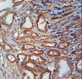 MOSC1 Antibody immunohistochemistry of formalin-fixed and paraffin-embedded human kidney tissue followed by peroxidase-conjugated secondary antibody and DAB staining.