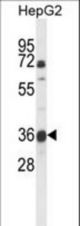 Western blot of MOSC1 Antibody in HepG2 cell line lysates (35 ug/lane). MOSC1 (arrow) was detected using the purified antibody.