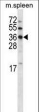MOSC2 Antibody western blot of mouse spleen tissue lysates (35 ug/lane). The MOSC2 antibody detected the MOSC2 protein (arrow).