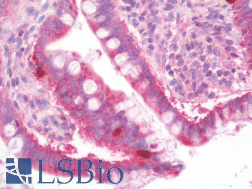 Anti-MOSPD1 antibody IHC staining of human small intestine. Immunohistochemistry of formalin-fixed, paraffin-embedded tissue after heat-induced antigen retrieval. Antibody LS-B10091 concentration 10 ug/ml.