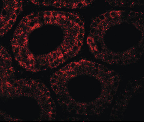 Immunofluorescence of MOSPD1 in mouse testis tissue with MOSPD1 antibody at 20 ug/ml.