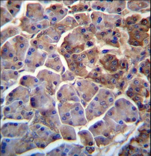 MOSPD2 Antibody immunohistochemistry of formalin-fixed and paraffin-embedded human pancreas tissue followed by peroxidase-conjugated secondary antibody and DAB staining.