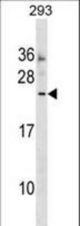 MOSPD3 Antibody western blot of 293 cell line lysates (35 ug/lane). The MOSPD3 antibody detected the MOSPD3 protein (arrow).