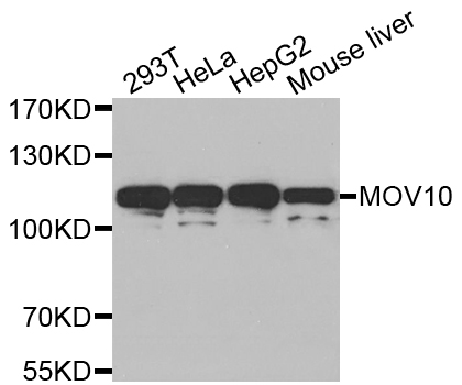 Western blot analysis of extracts of various cell lines, using MOV10 antibody.