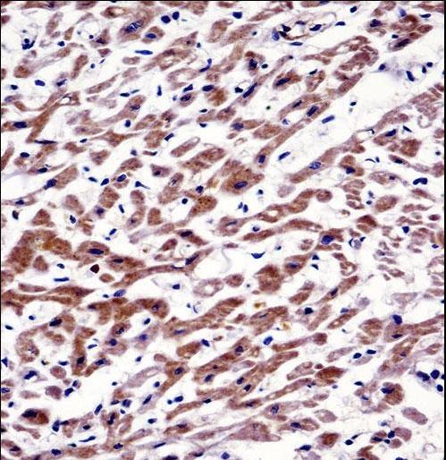MOV10 Antibody immunohistochemistry of formalin-fixed and paraffin-embedded human heart tissue followed by peroxidase-conjugated secondary antibody and DAB staining.